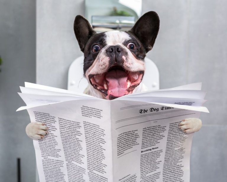 Top 5 Most Comfortable Toilet Seats in 2024 Reviewed Swanky Den