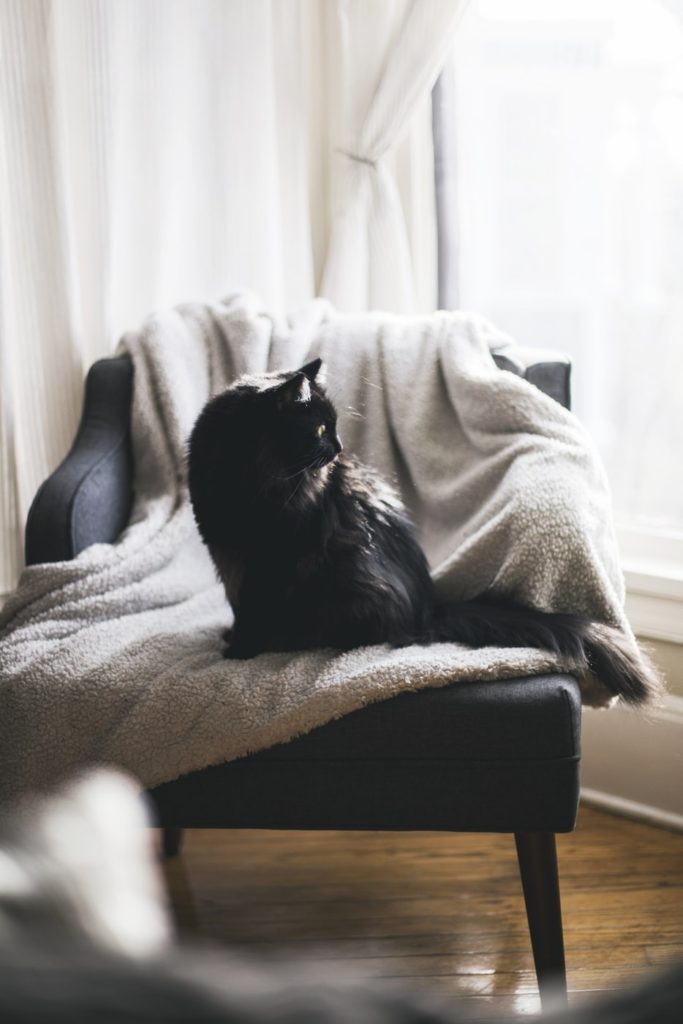 Cat on freshly washed sherpa blanket