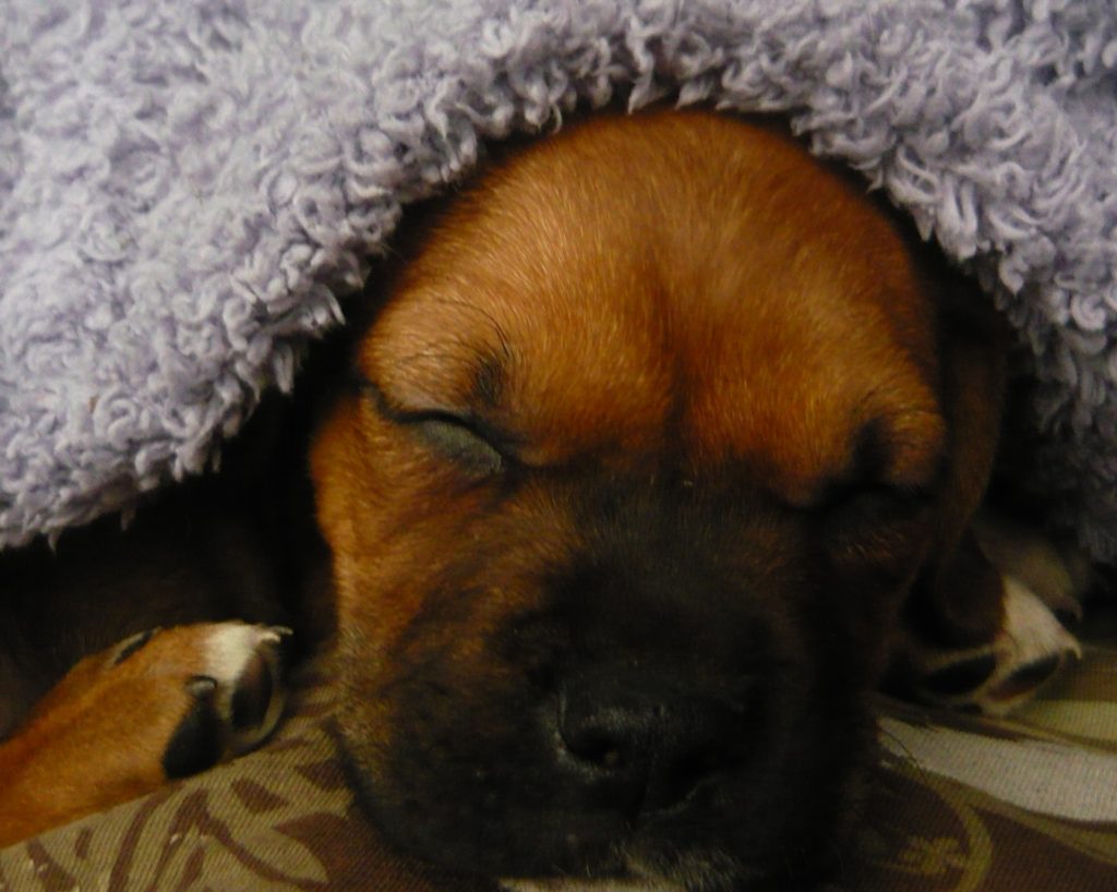 Dog Sleeping With Sherpa Blanket