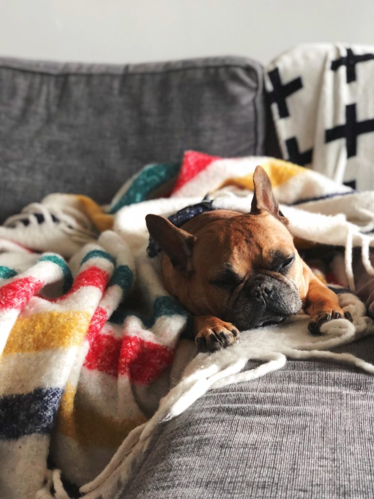 throw blankett on couch with french bulldog