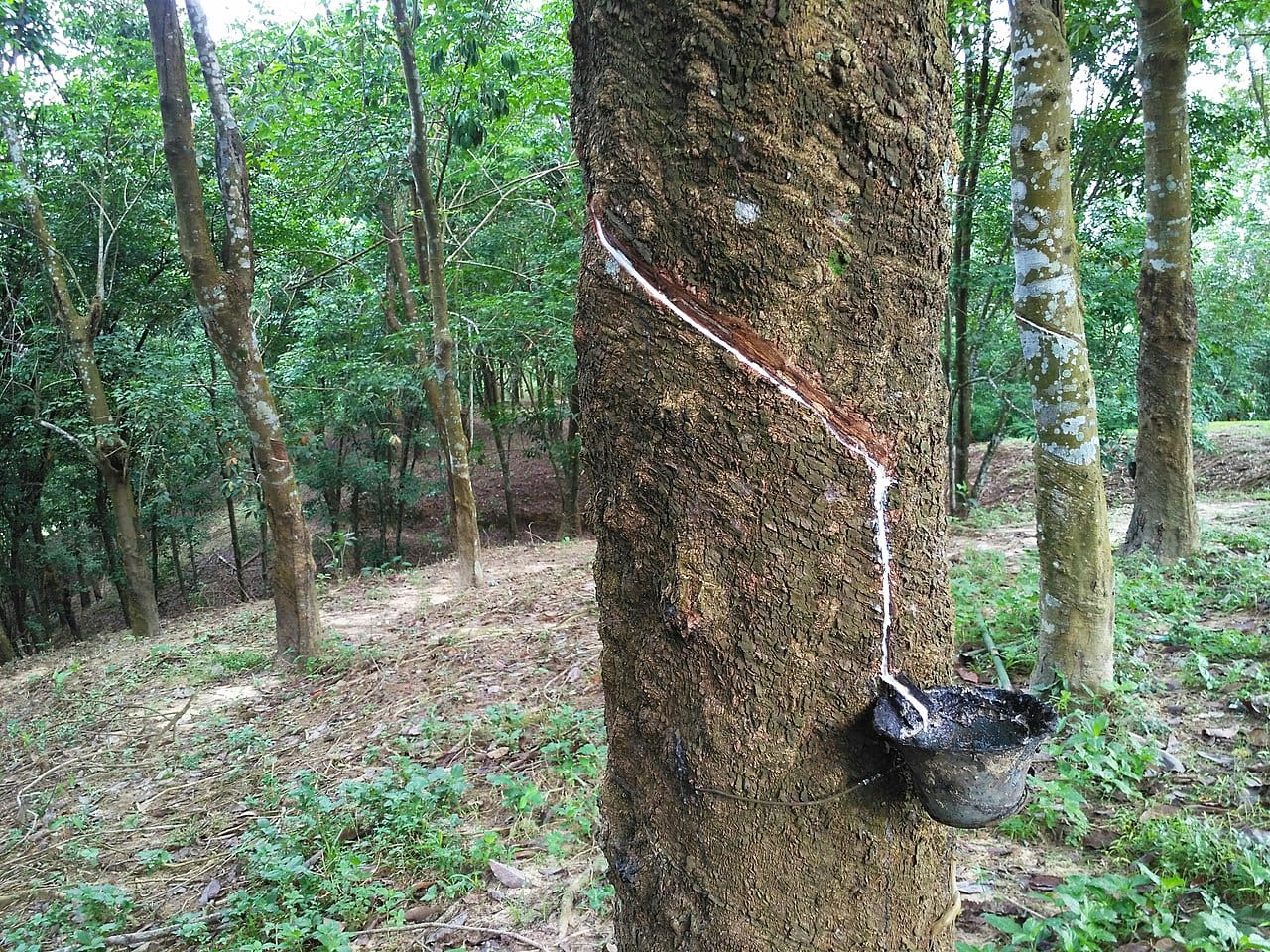 late being harvested from tree for sofa foam cushion use