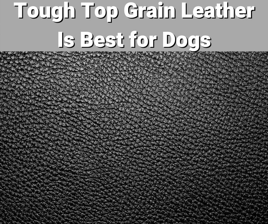 Top Grain Leather Dogs