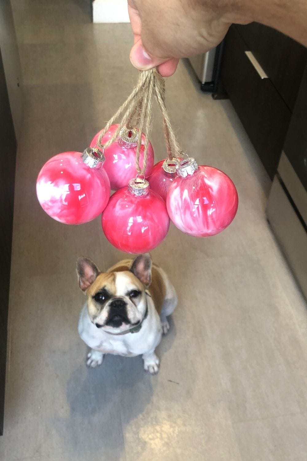 french bull dog looking up at glass marble ornaments diy