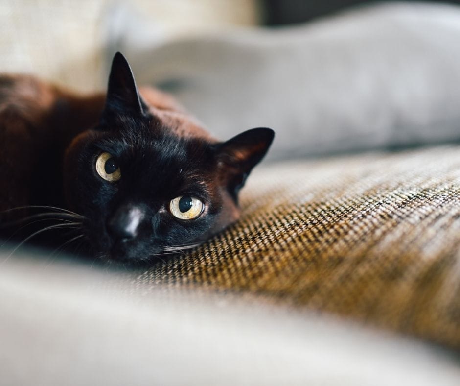 cat on couch that can leave urine