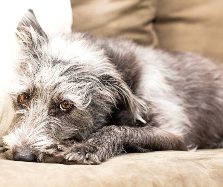 dog laying on couch that did dog urine