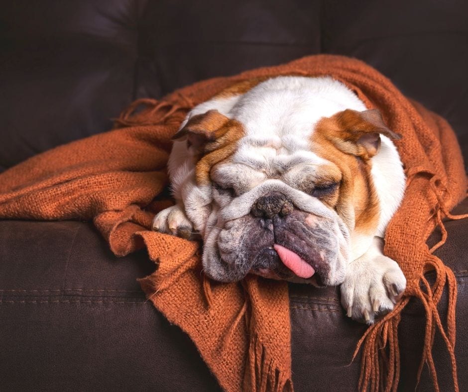 dog laying and scratching a leather couch