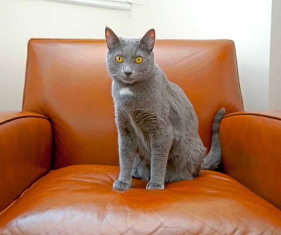 Cat sitting on top of leather couch