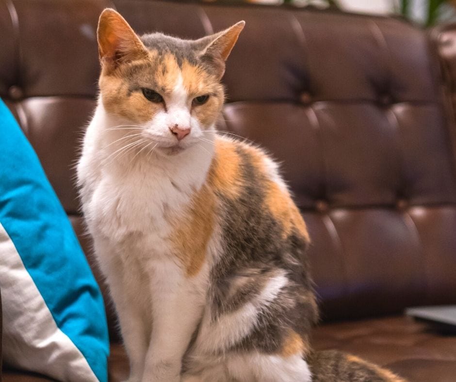 cat on top of leather furniture