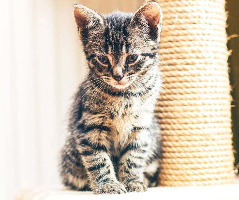 cat sitting next to scratch post