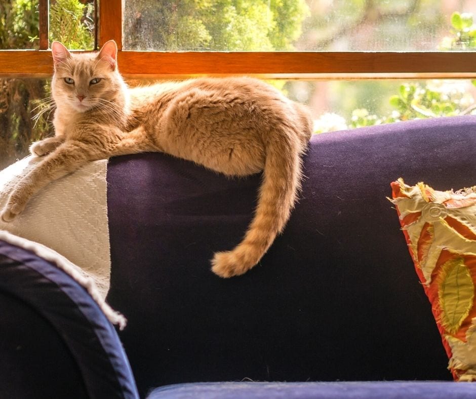 cat laying on top of comfortable couch by window