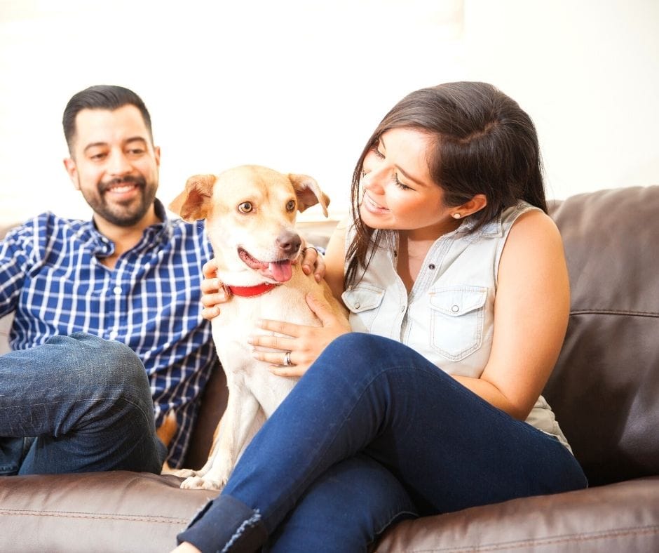 how-to-get-dog-smell-out-of-a-couch-swankyden