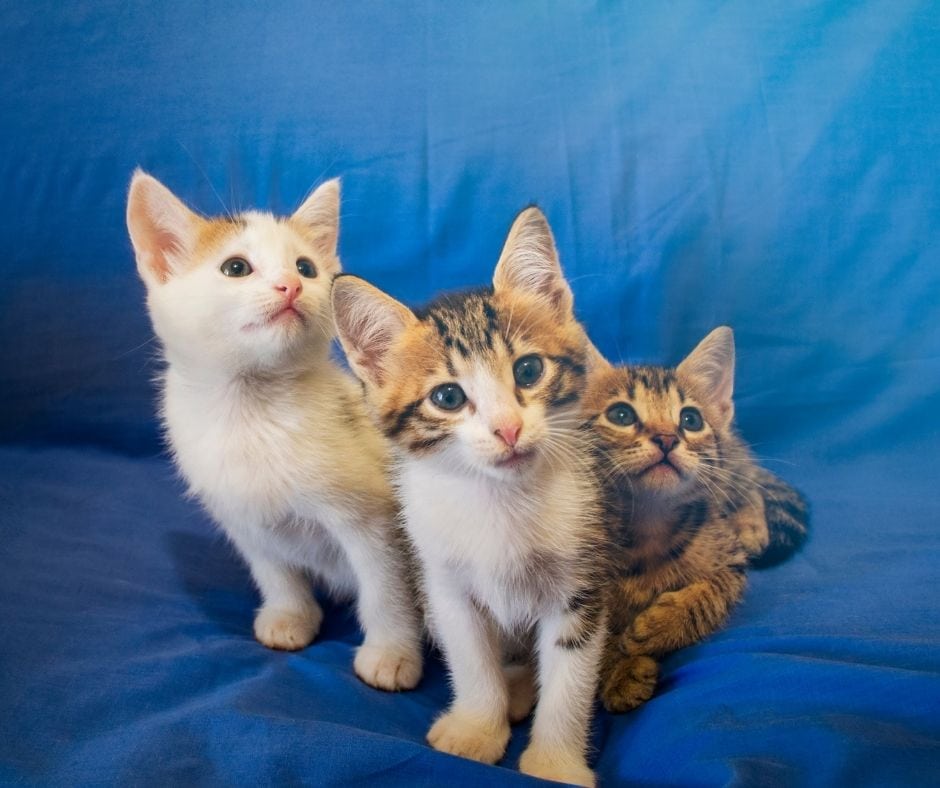 How to keep pet slipcover in place with cats on top