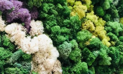 How to Make an Easy DIY Moss Wall
