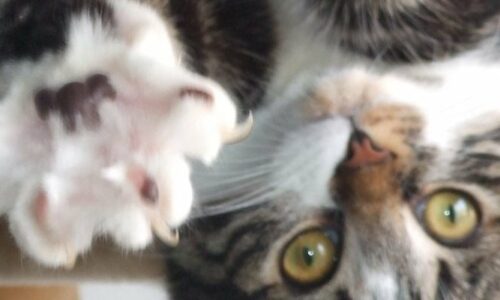 Best Cat Scratch Guards for Furniture