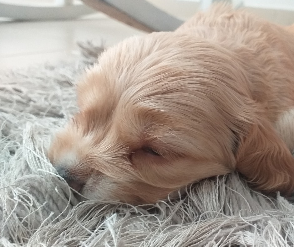 Dog Carpet