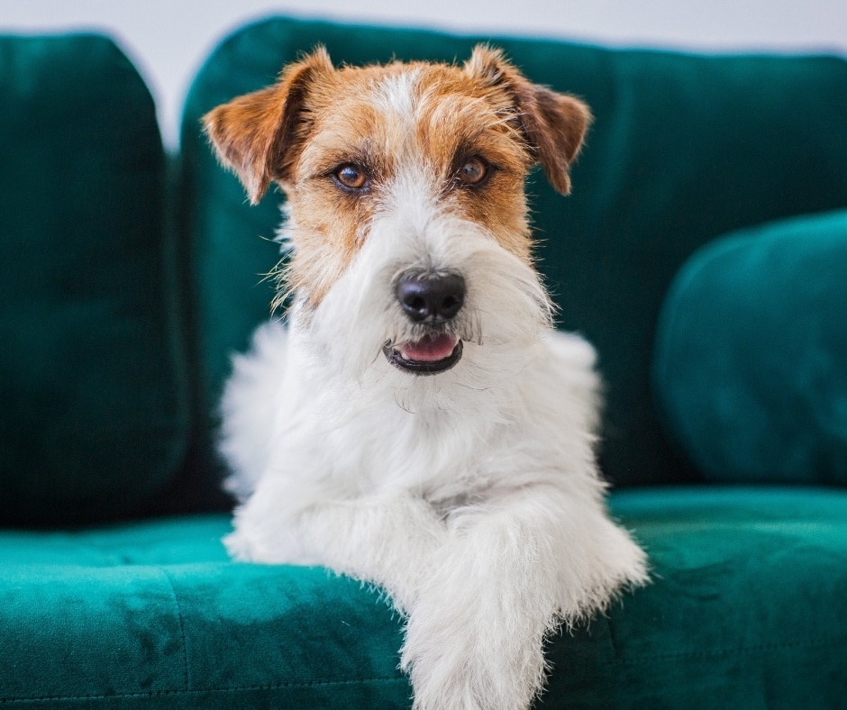 Dog on Couch