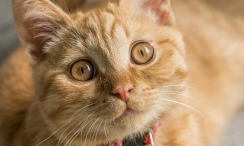 Best Cat Repellent Spray for Furniture