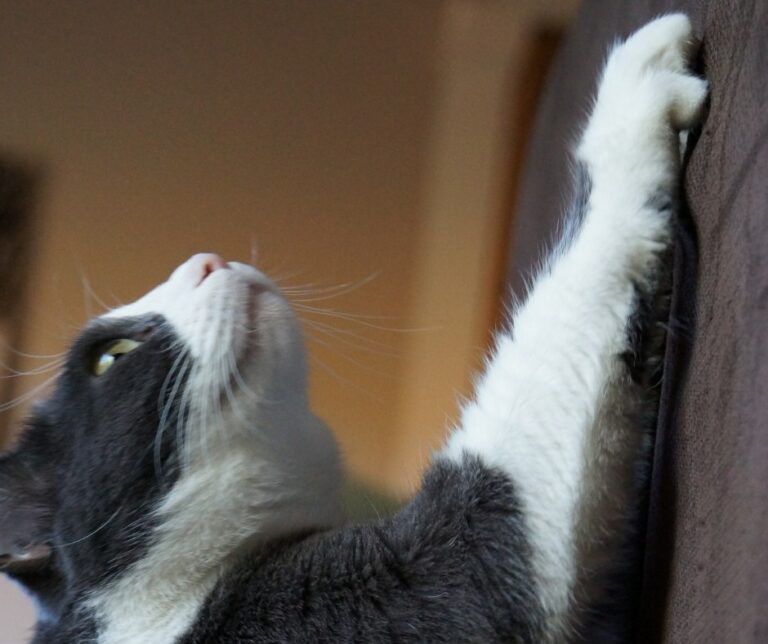 Does Cat Scratch Tape Work?