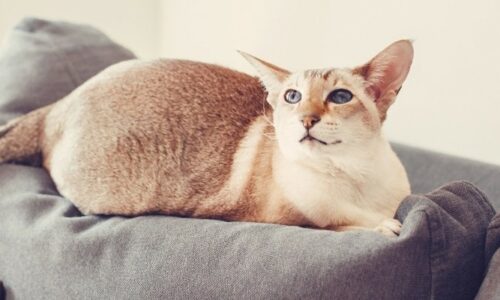 5 Best Cat Tape for Furniture