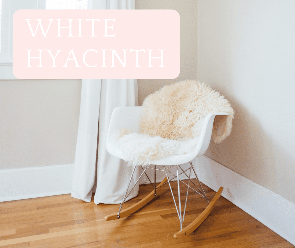 White Hyacinth