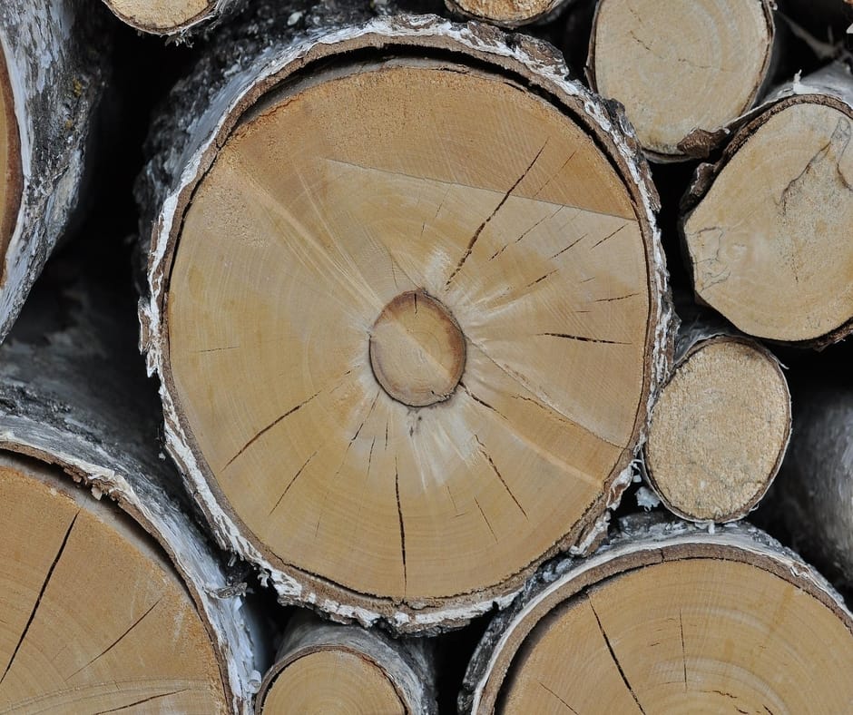 Birch wood tree trunks stacked up