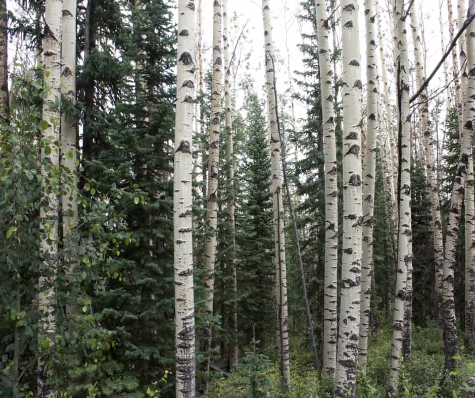 Forest with Birch wood trees