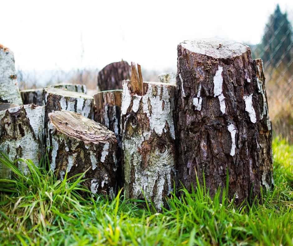 Pieces of birch wood