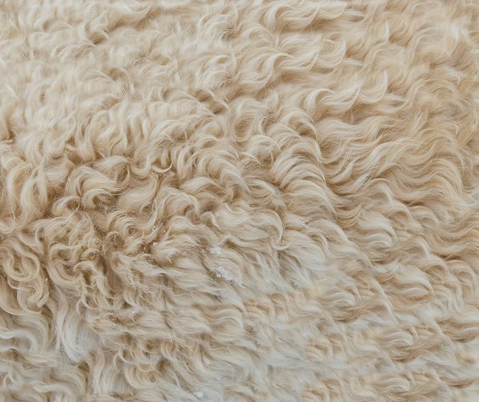 Wool rug