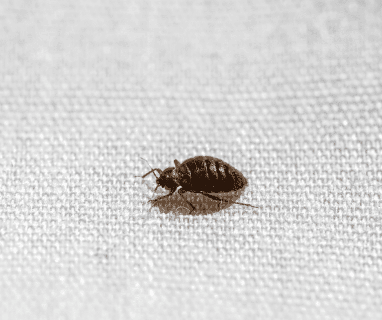 When Can Clothes Return After Bed Bug Treatment?